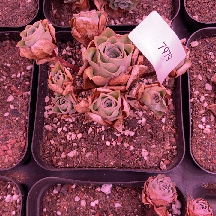 暖***暖7979山地玫瑰花群