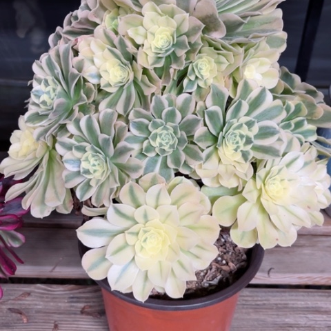 多肉植物绿豆沙锦。