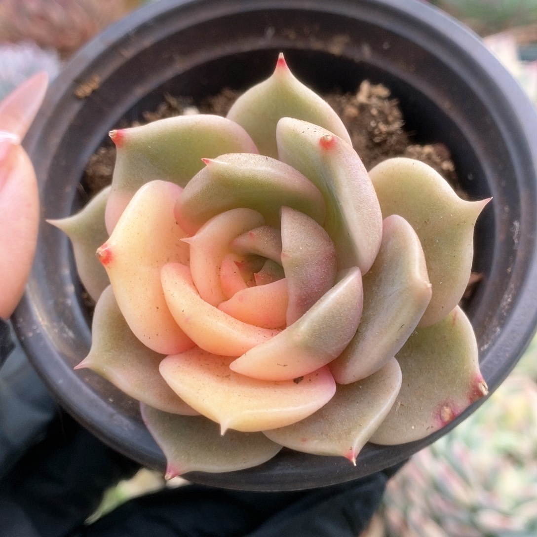 055贝加尔湖锦锦锦锦锦