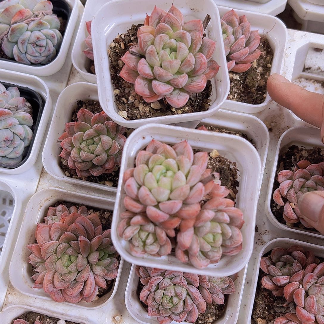 百挞翡翠一单一群19包邮