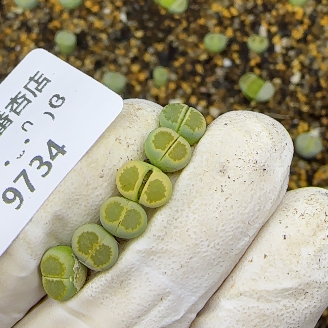 晚***L9734。小绿菊。不大。