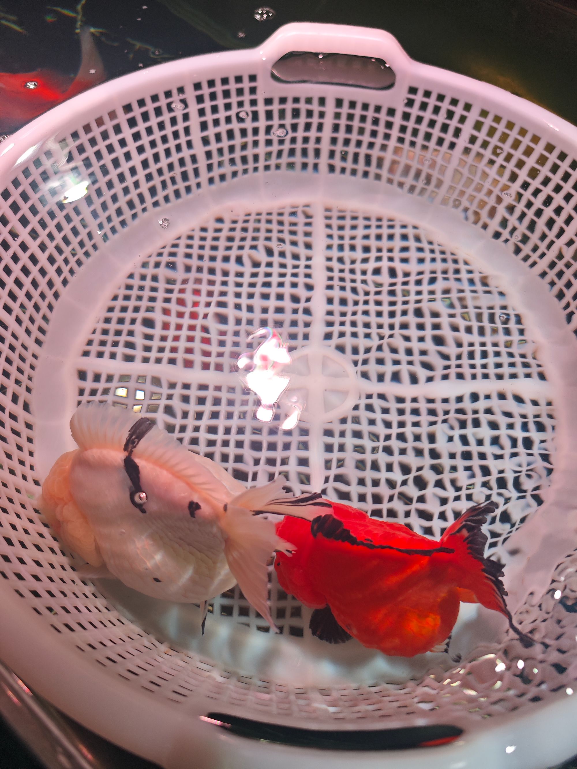 活体泰狮无开箱视频不售后运费到付