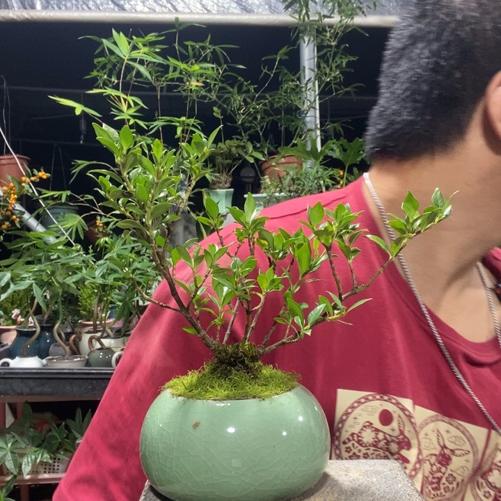 兜***糖以实际为准盆景绿植盆栽80