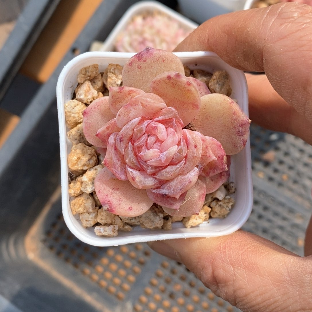 精品多肉一物一拍不包整315