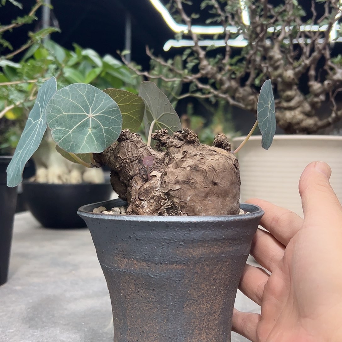 特价一叶龟66668888