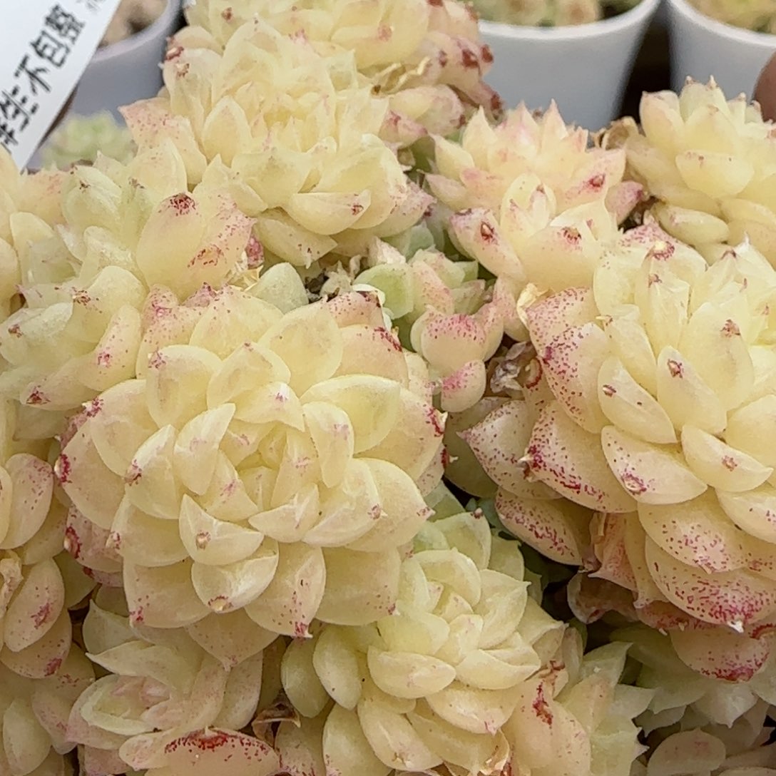 【闪购商品】0307-117珠光优选麦杆