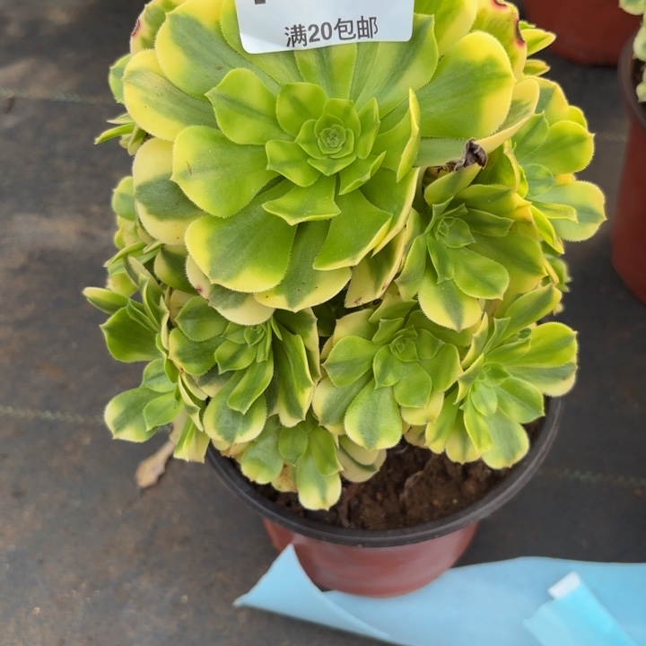 瑞妈多肉植物，978.