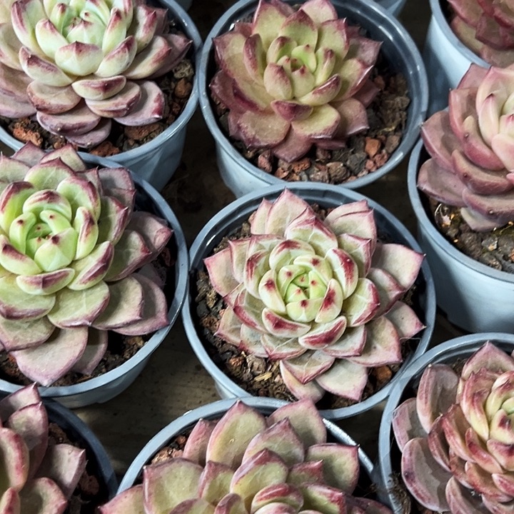 夜魔侠     福利多多