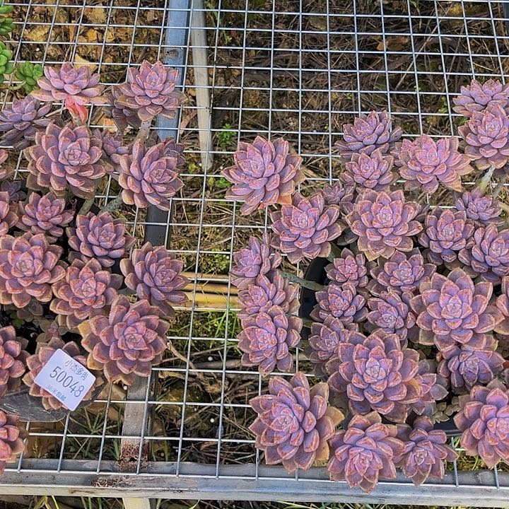 春*阿伦培群生两50048