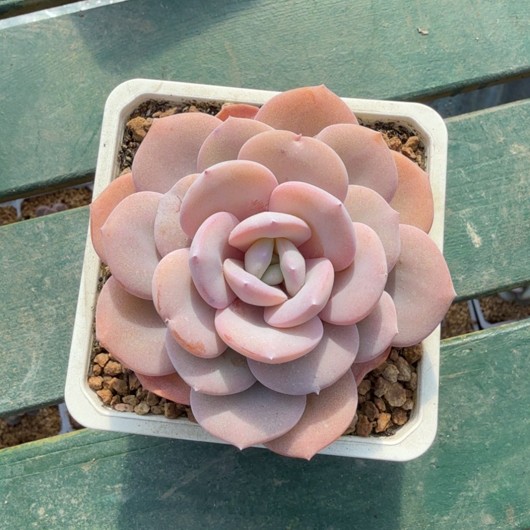 奶茶一物一拍拍下不退不换