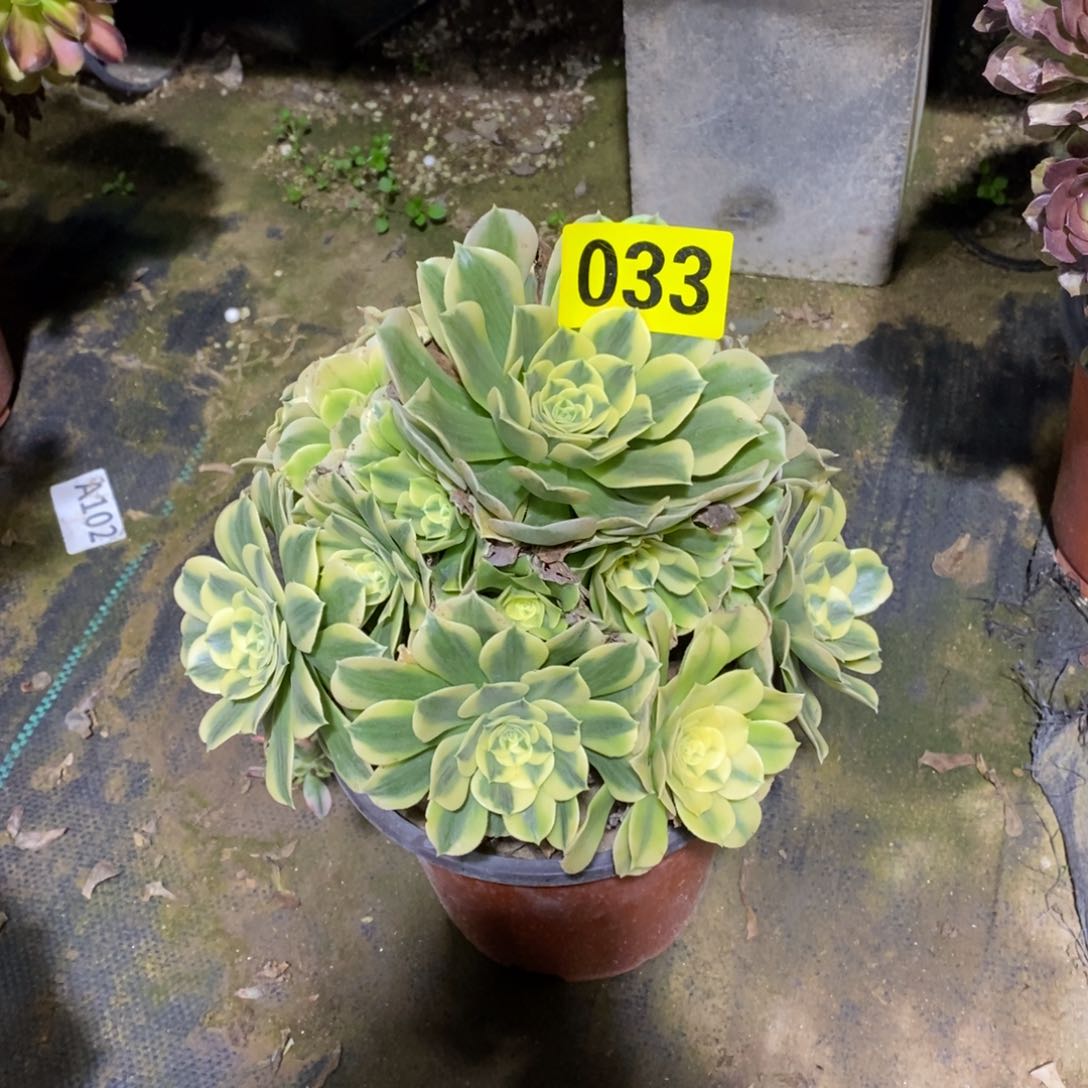 绿豆沙多肉法师033