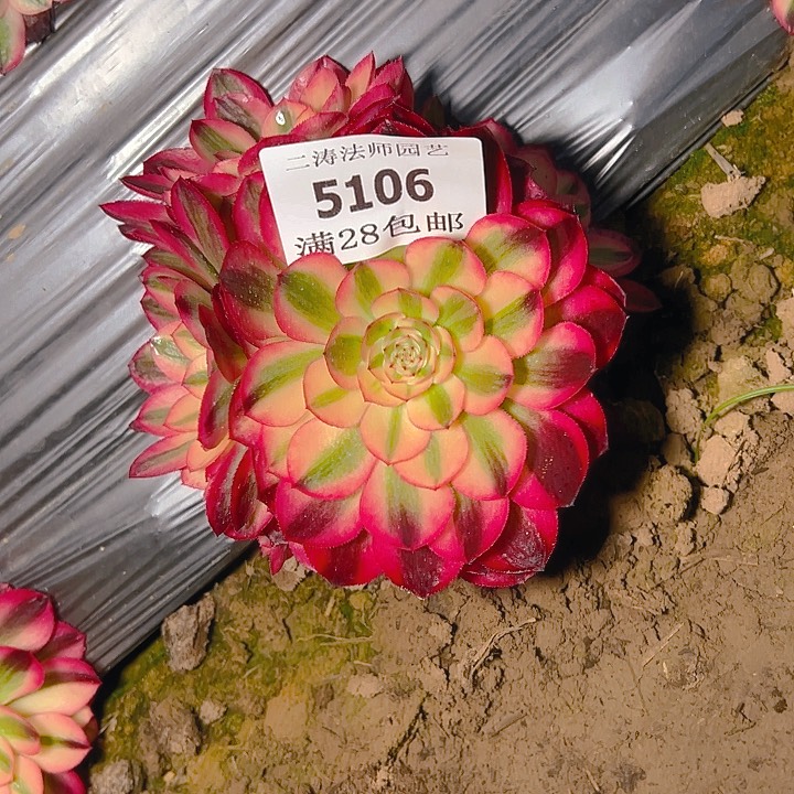 5106荔枝多肉植物2号