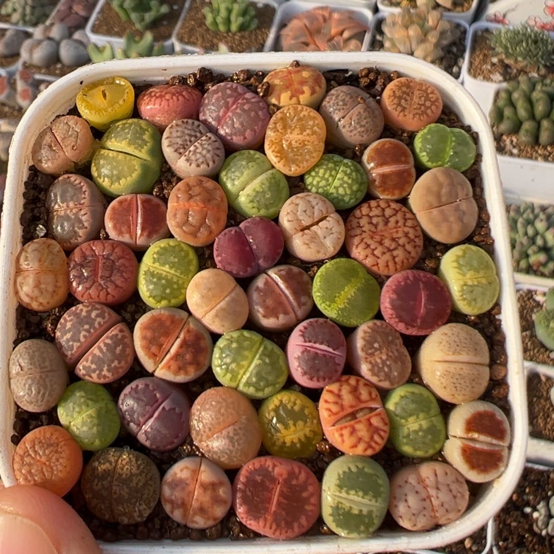 2109多肉百科知识