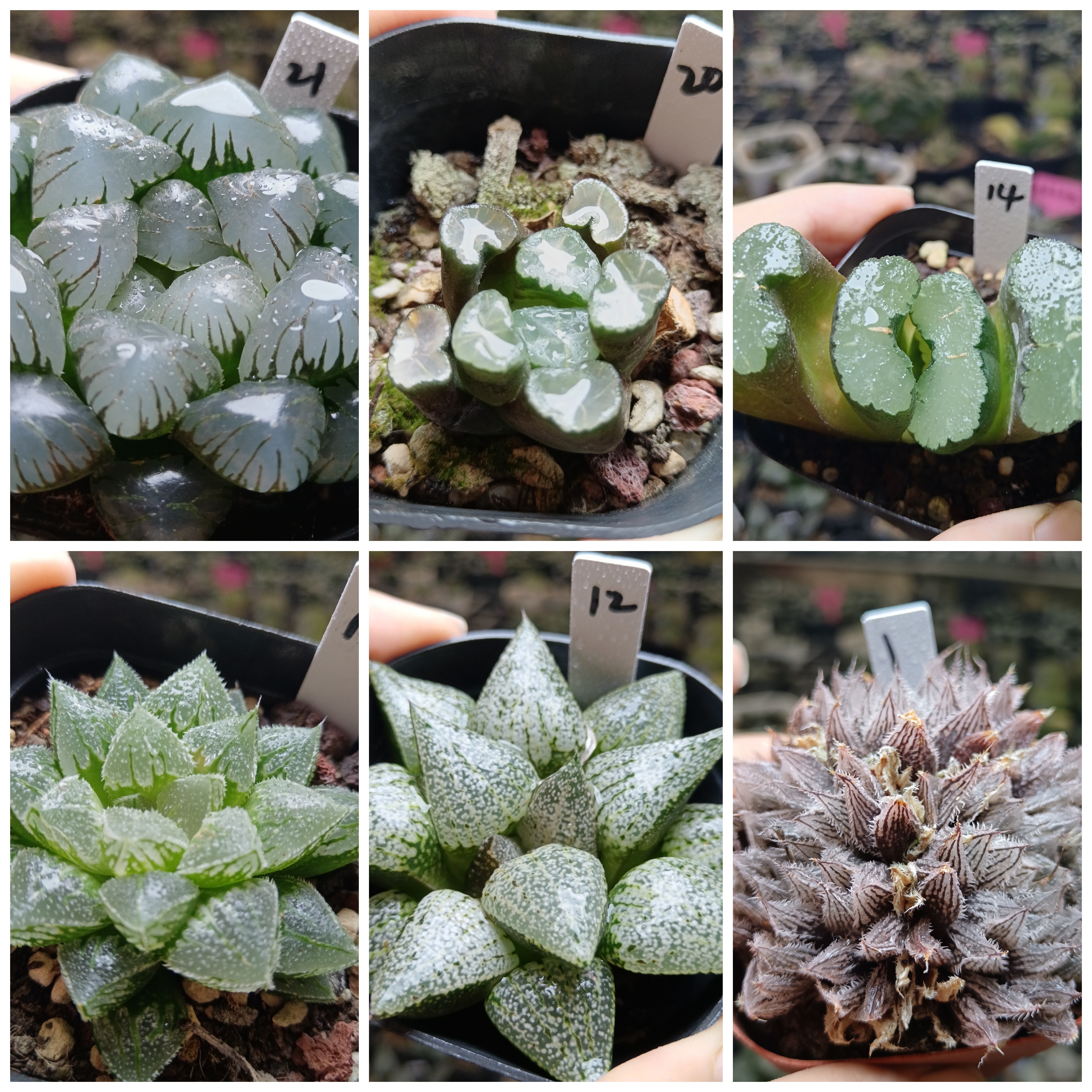 17号B特价玉露锦寿锦十二卷多肉植物一物一拍带盆带土发25年9月17