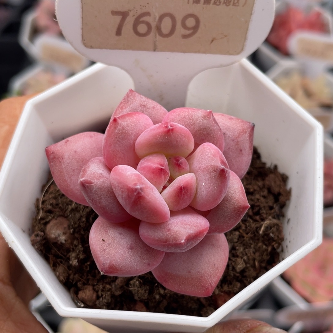 林依晨7609-4.5厘米