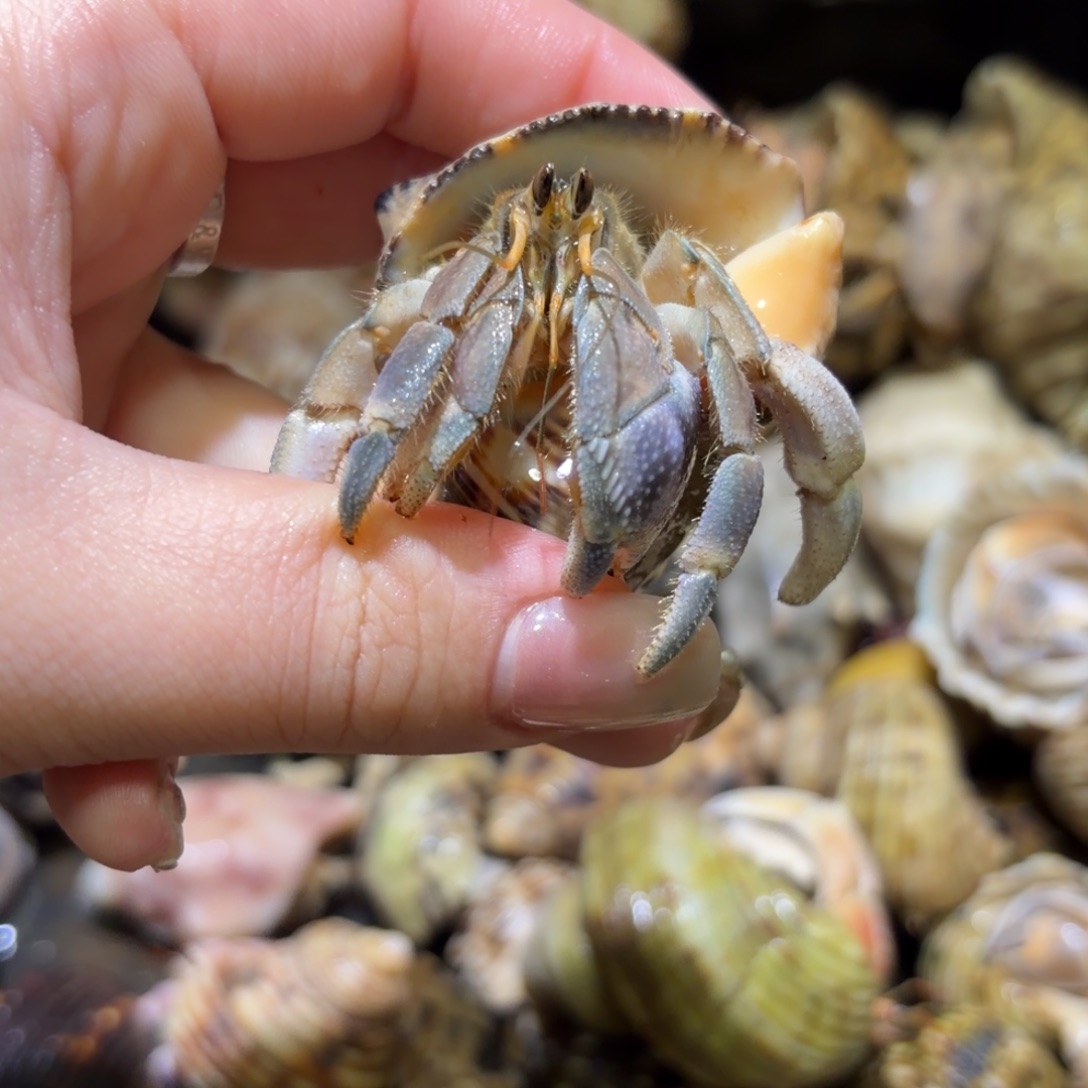 活体寄居蟹 不退不换44