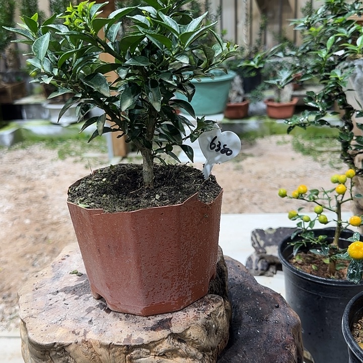 马***哥直播间八房柑一物一拍