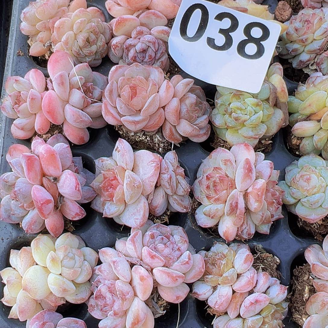 双头七彩糖心6颗多肉