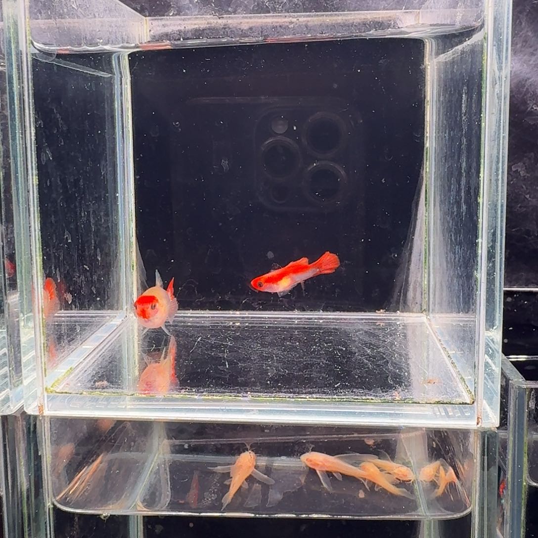 孔雀鱼深海蓝玻璃猫1对