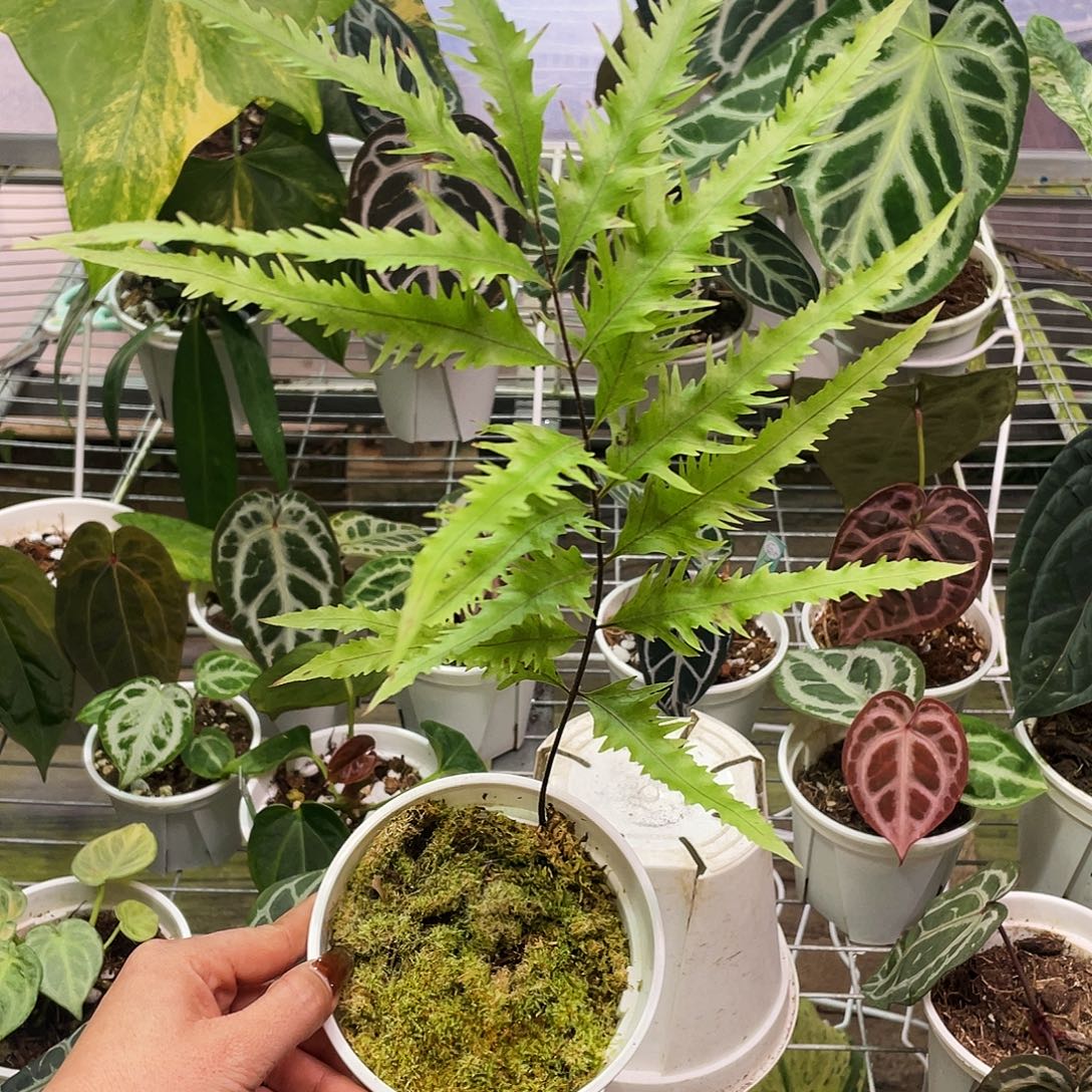 完全开放硬叶缀化蕨1111