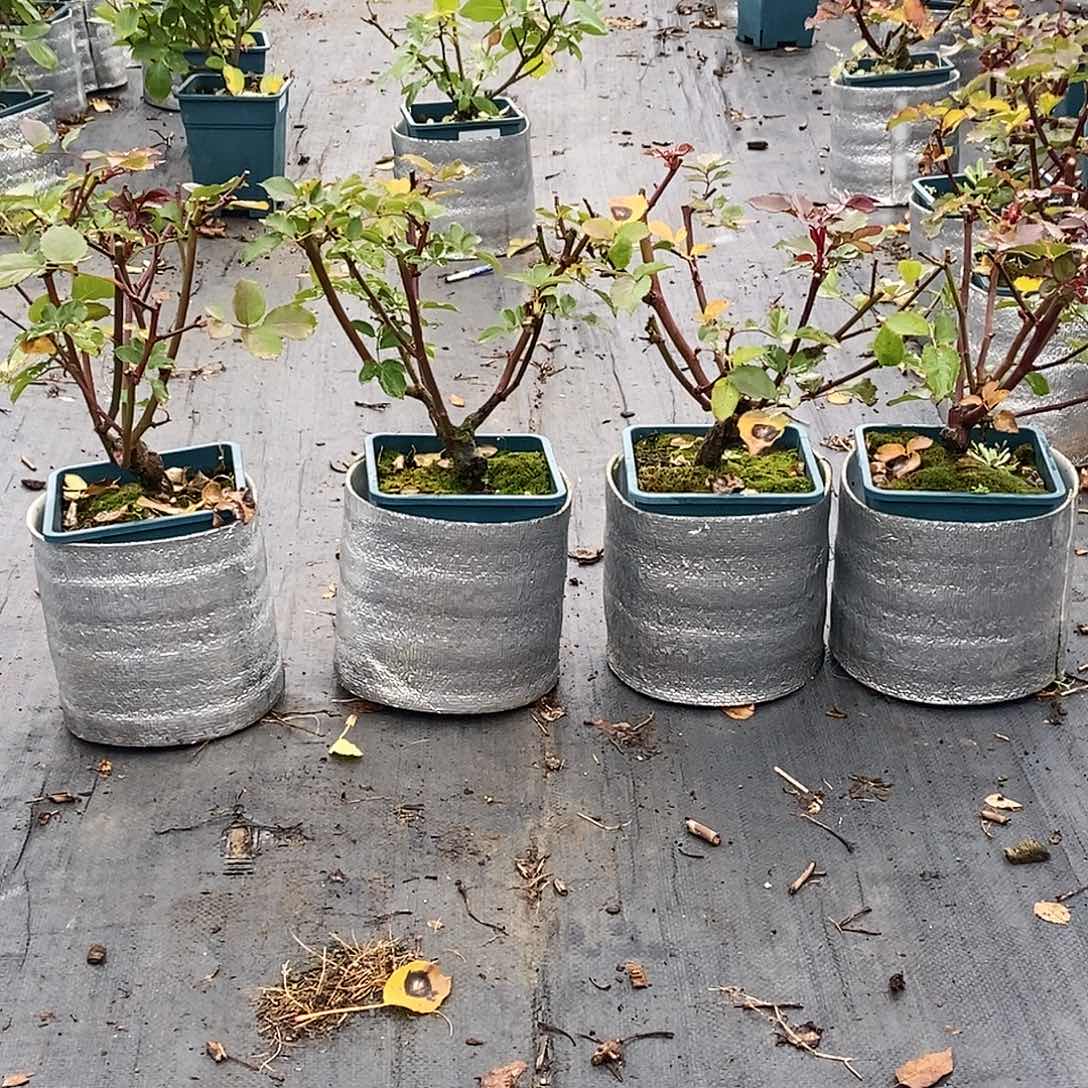 无花朵玫丽新品根结一加仑原盆原土