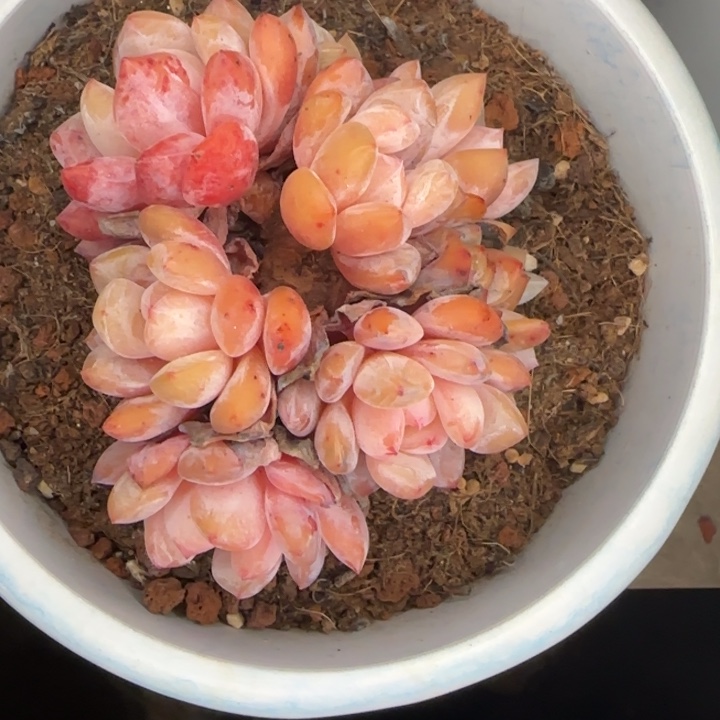 伤****脱土一颗好看的橙梦露