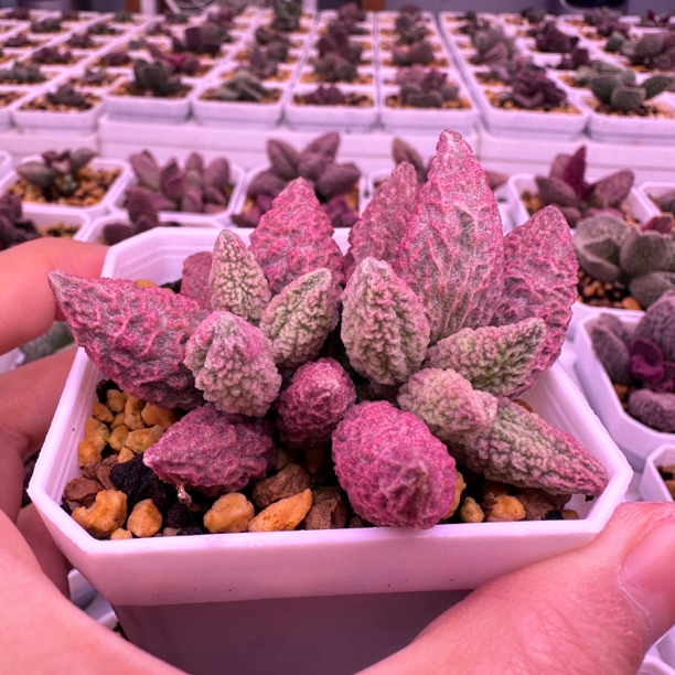 实生新品多肉水泡 一物一拍