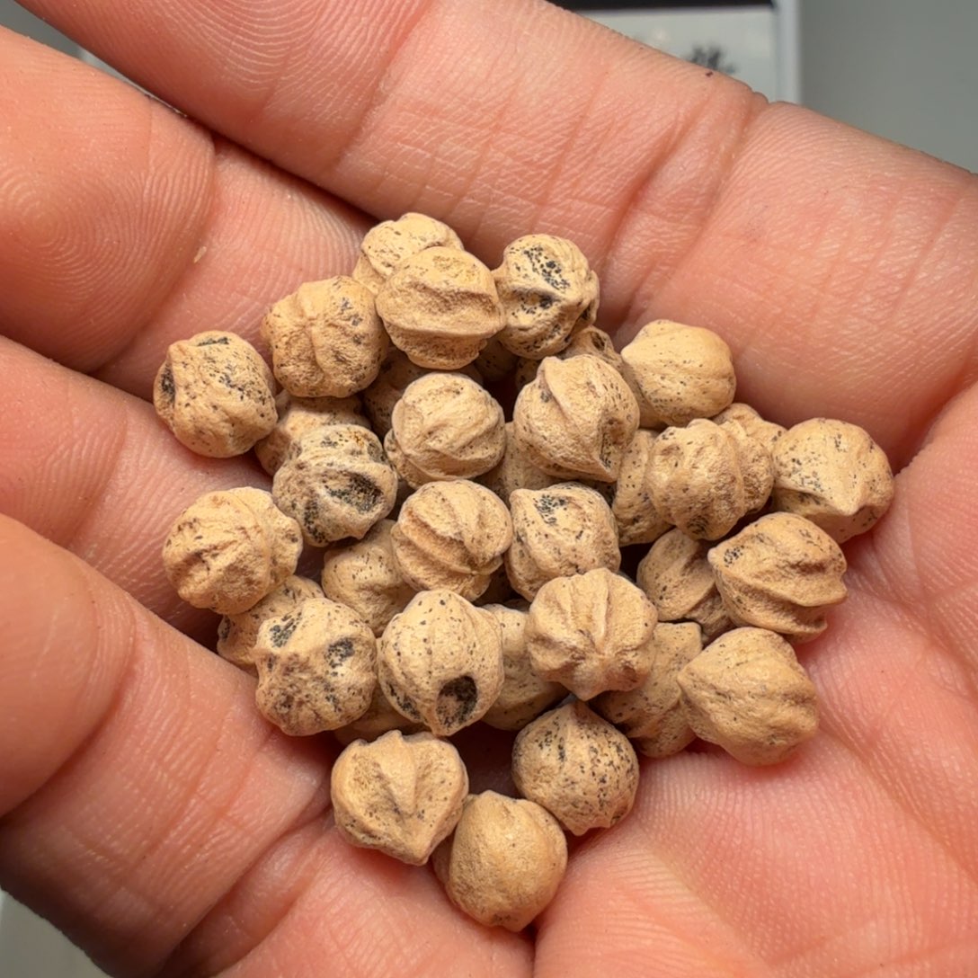 柏香籽/百香籽吊坠