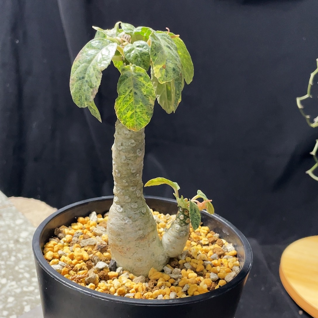 福利 散癍锦琉桑老庄66666666666