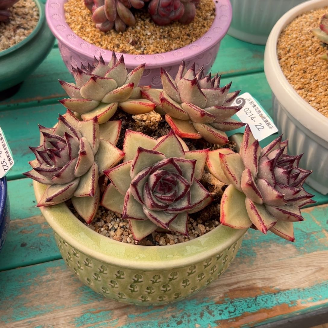 多肉一物一拍0214-22带盆