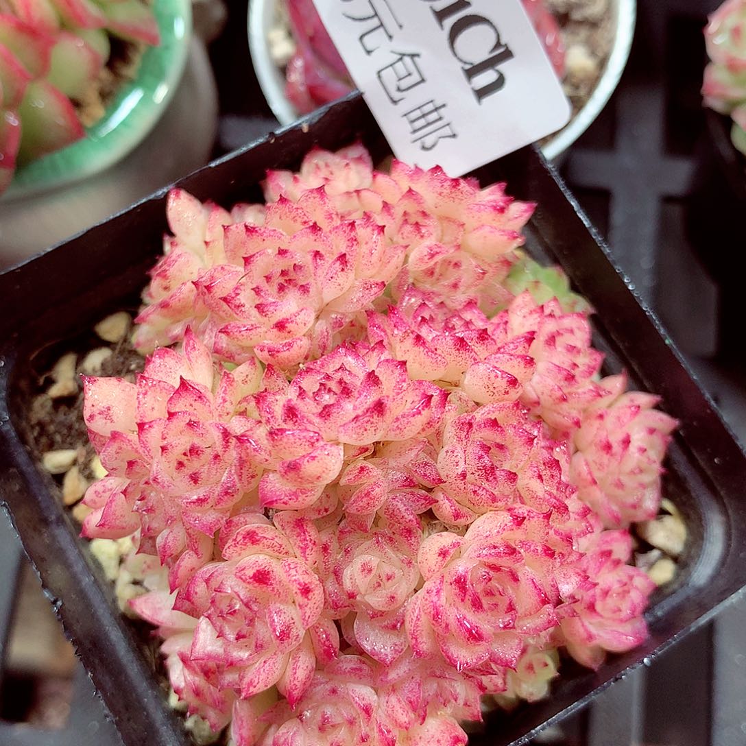 5厘米盆精控多肉1191