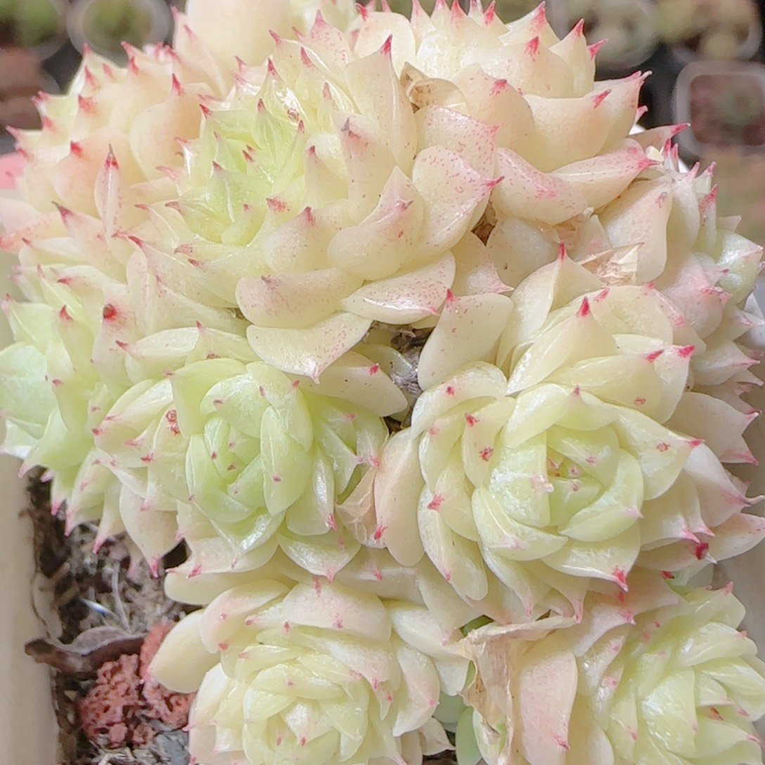 花语逸镜1112-47散