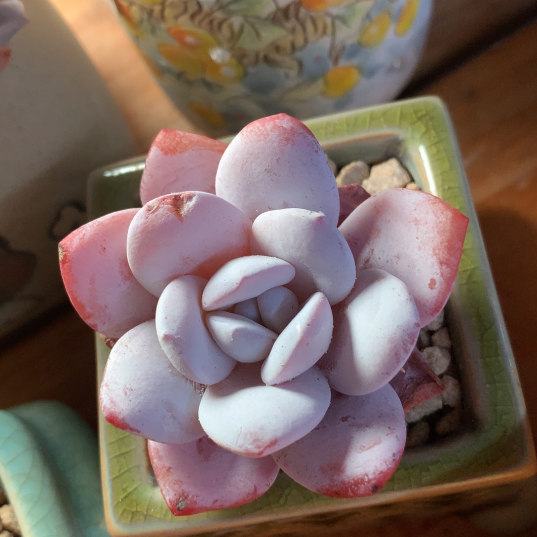 雪莲一物一拍 001