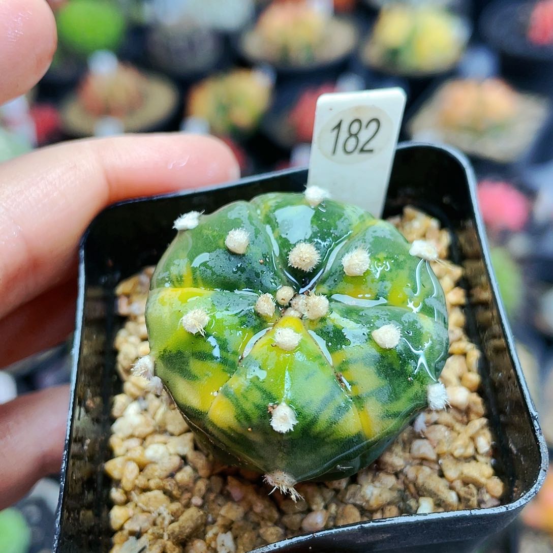 非偏远地区满25裸根发货仙人球