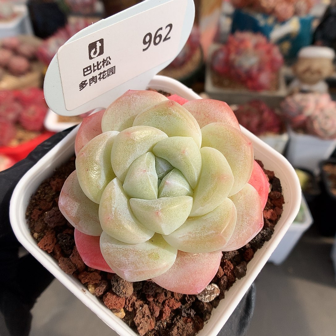 962 粉透冰玉多肉