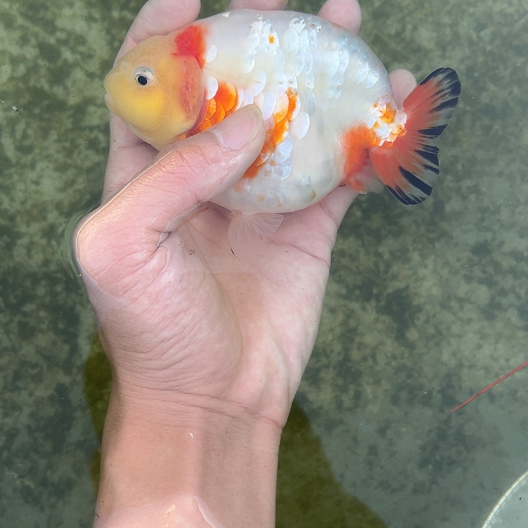 金鱼木木与兰寿专场金鱼