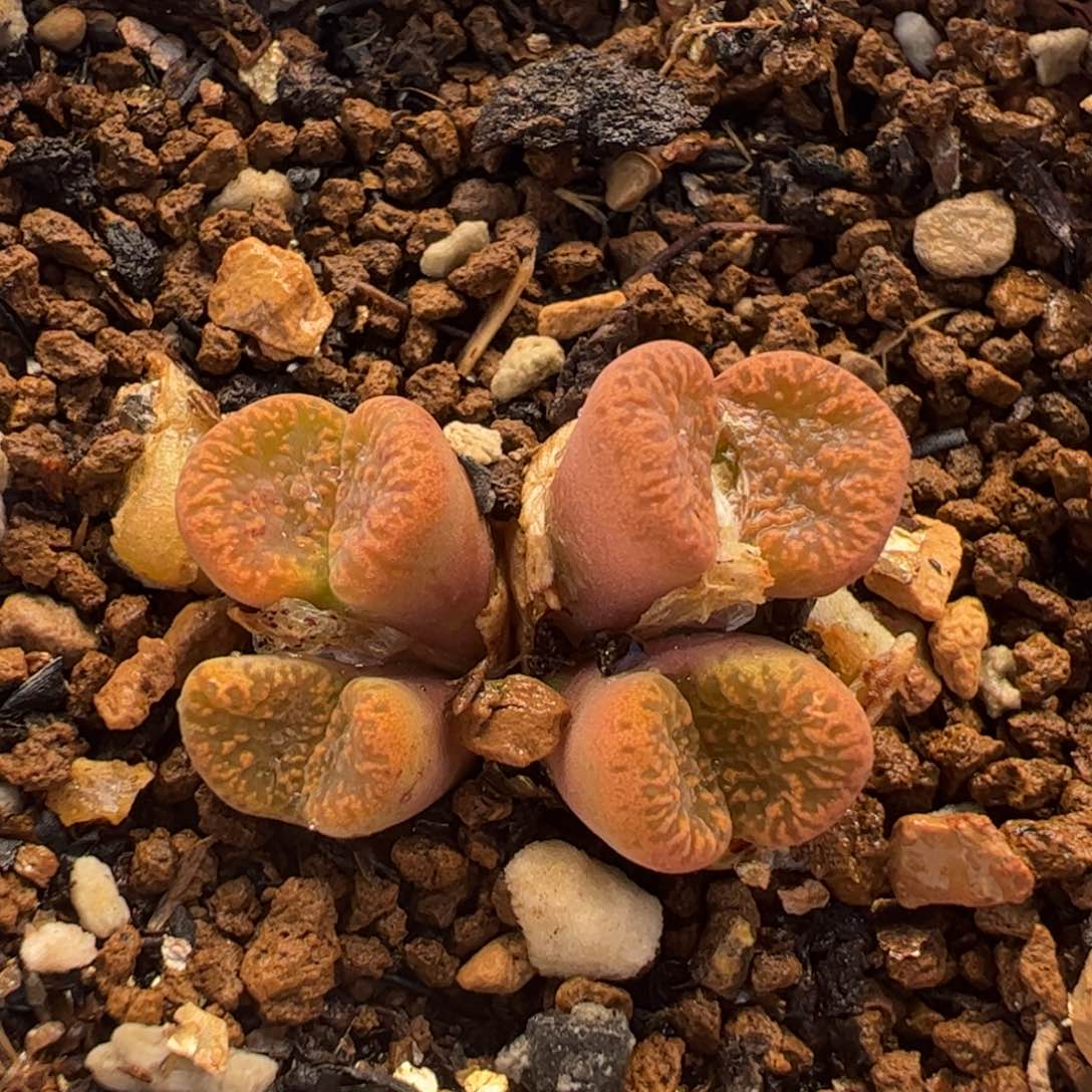 118多肉植物百科