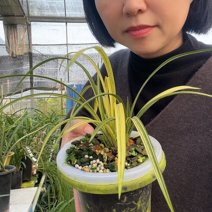 完全开放春兰集韵