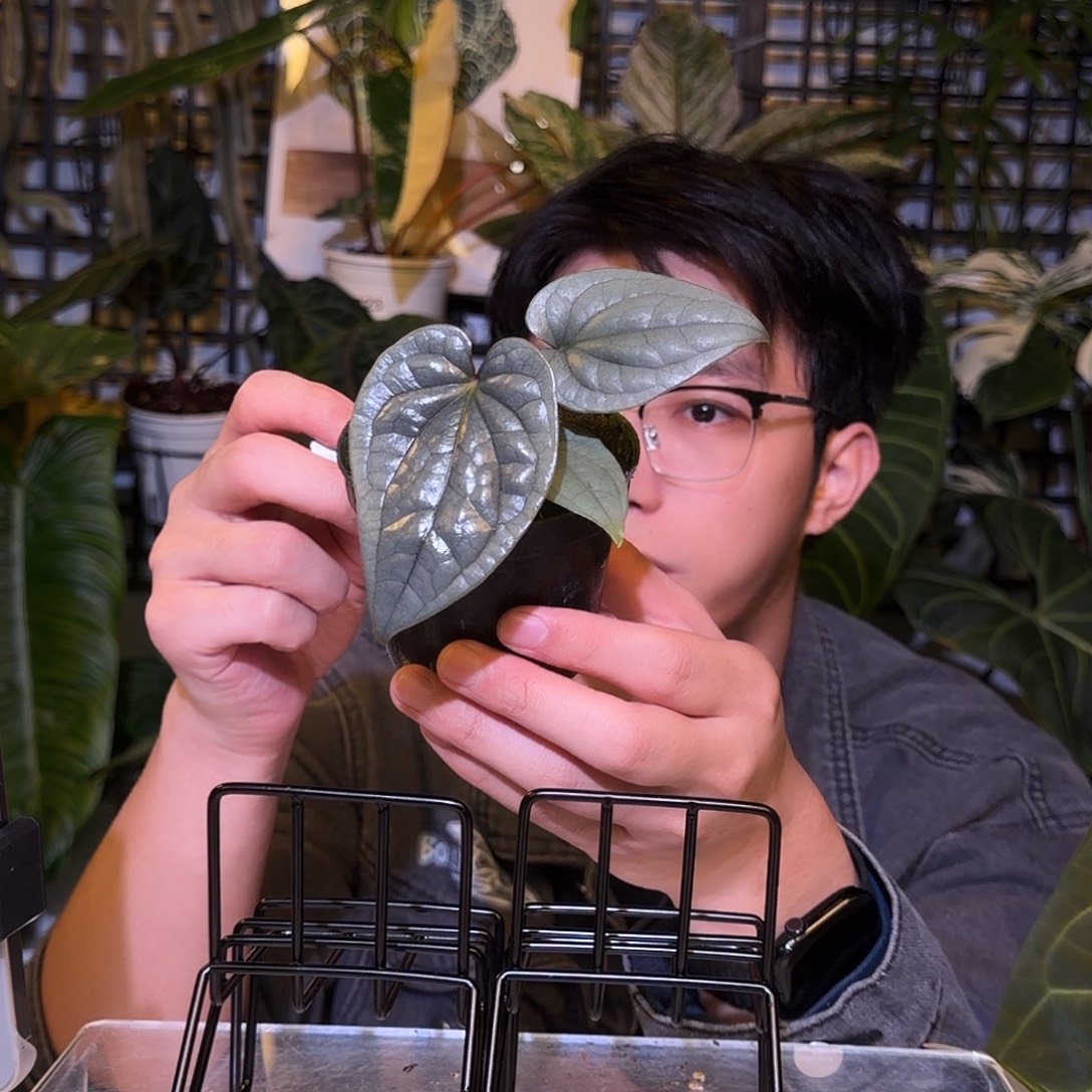 完全开放F144籽播奢华