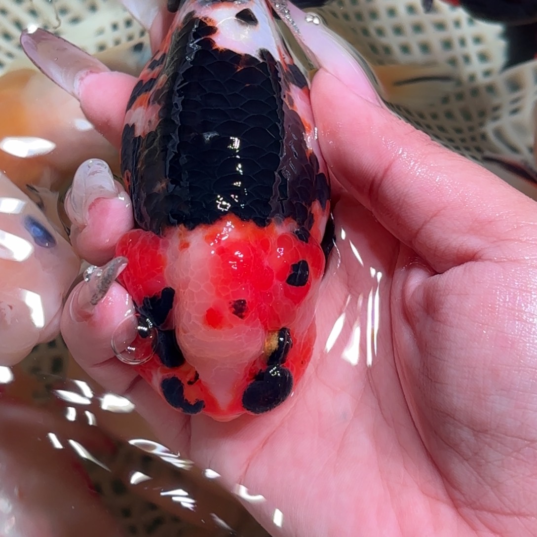 顾***大金鱼拍包装包邮，不拍包装运费到付