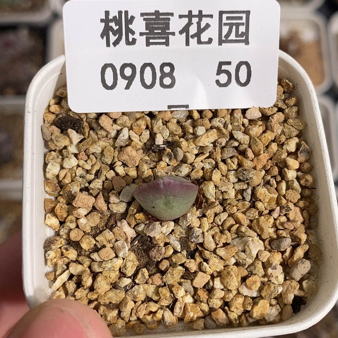 0908-50-空蝉开播福利。 