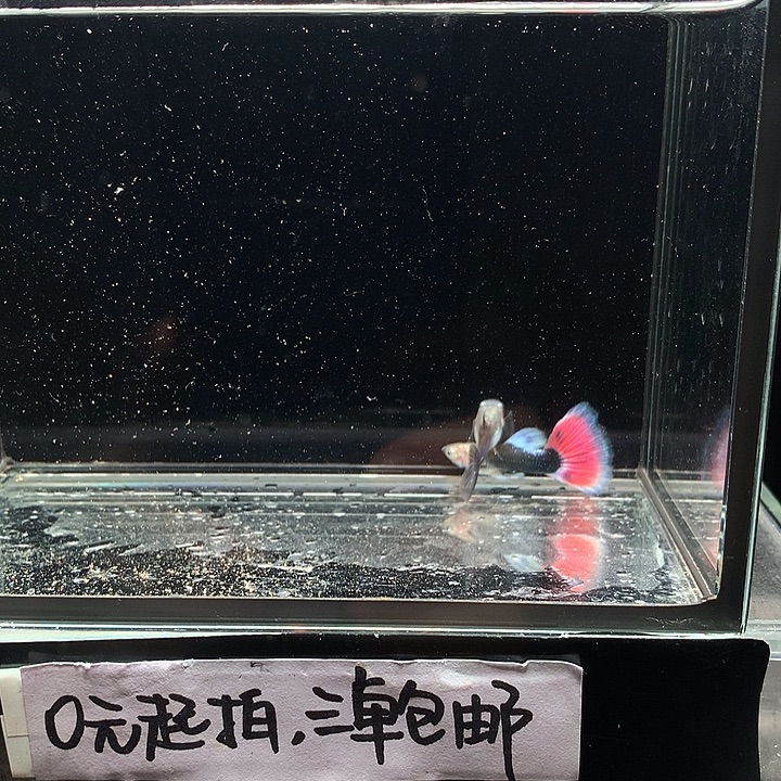 孔雀鱼紫礼服跑红一对