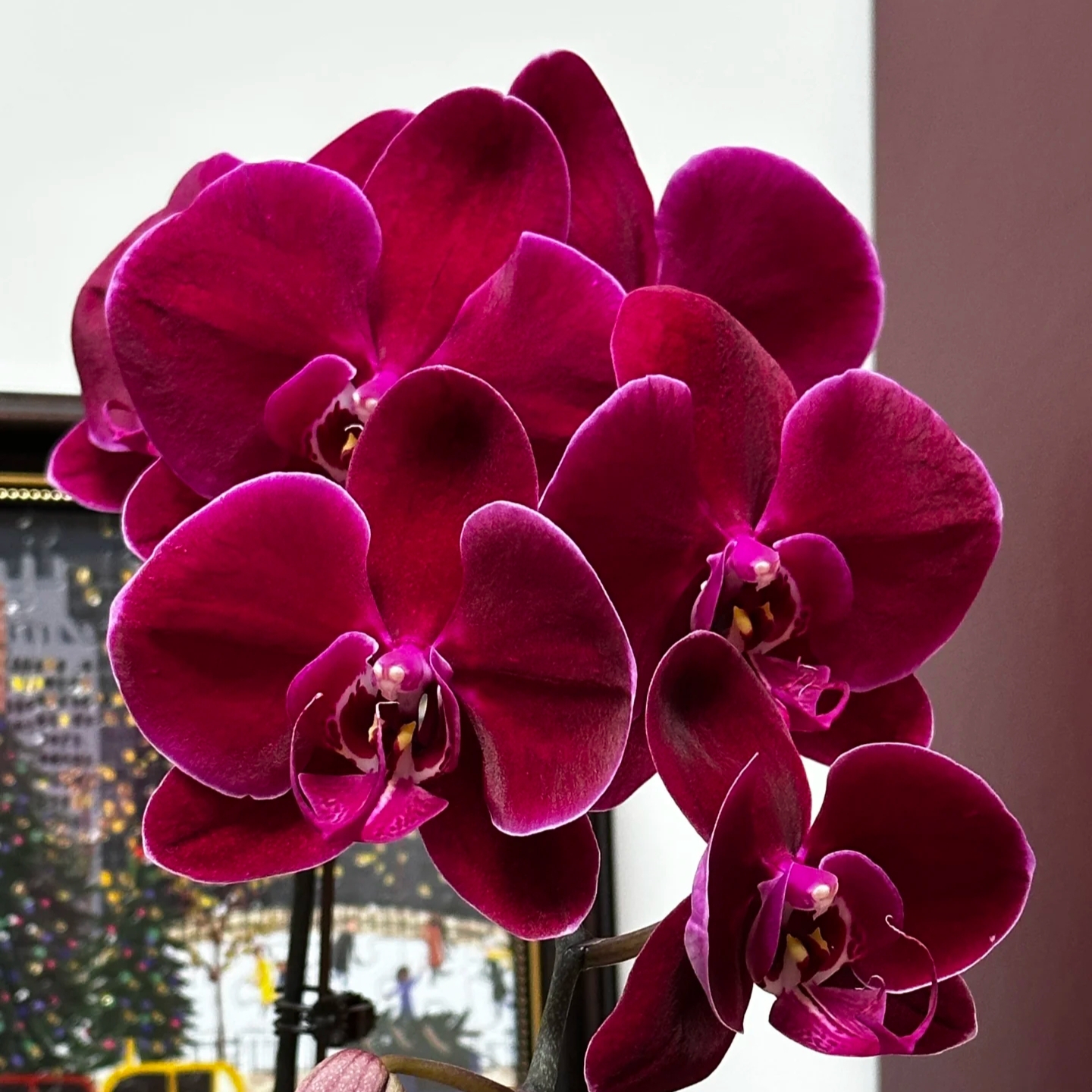 【牛记黑脸】3.5寸加高杯 叶片易开裂（开裂不售后）