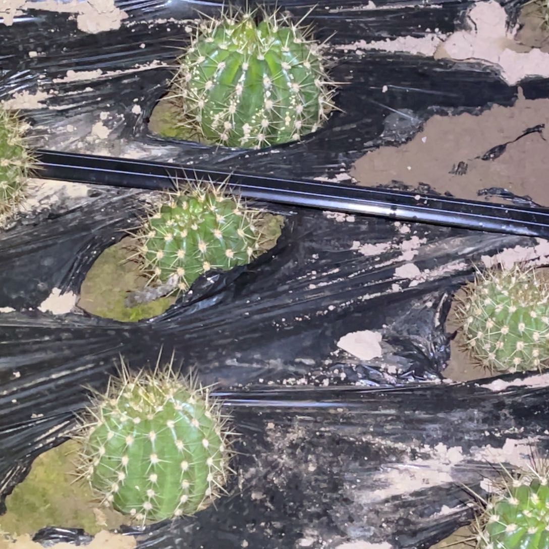 栀***开清73脱土脱盆摘花满20包邮2颗