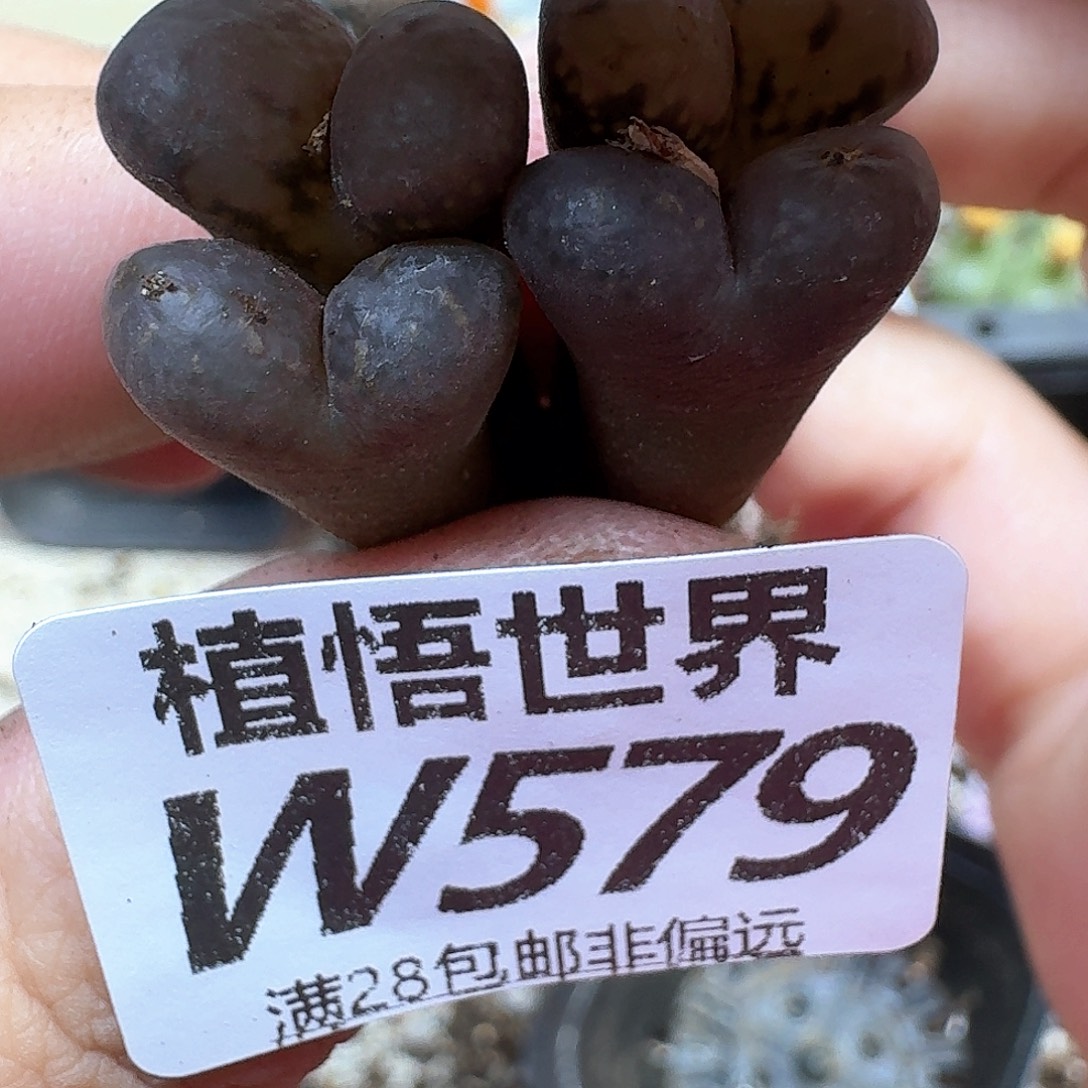 多肉植物的润泽efg