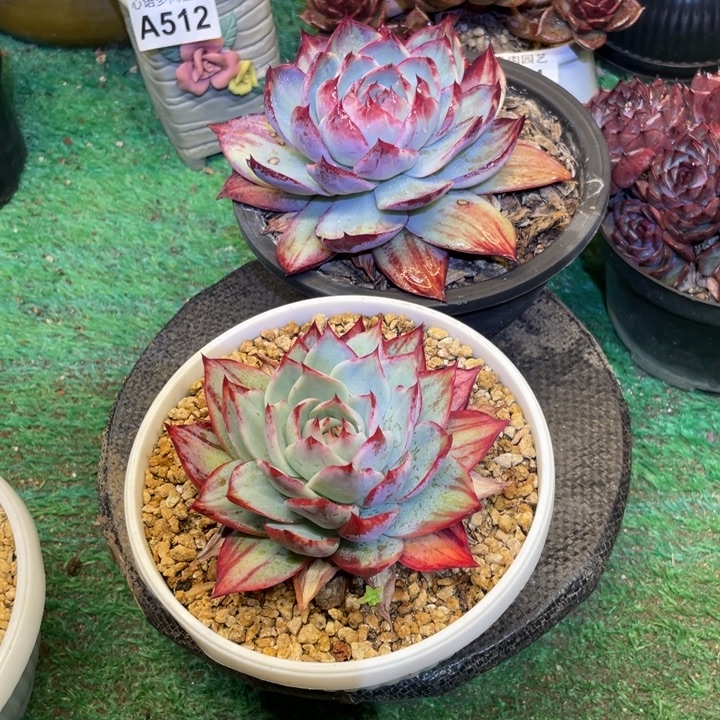 欣****惊鸿仙子两颗一物一拍