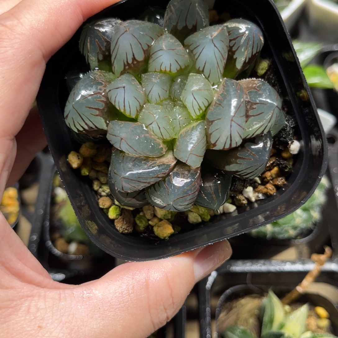 24龙爪玉露一物一拍