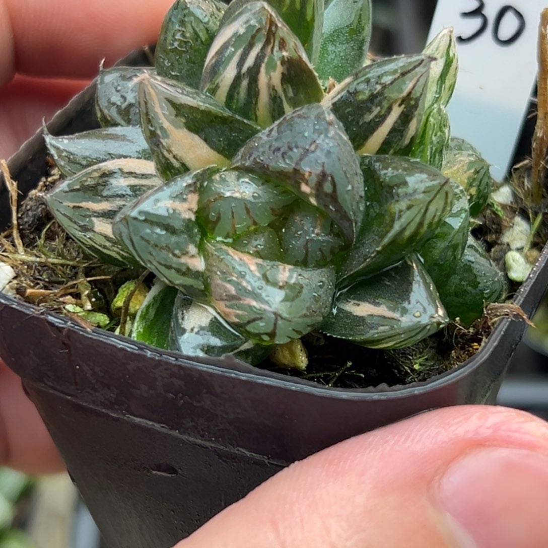 30多头om玉露锦一物一拍