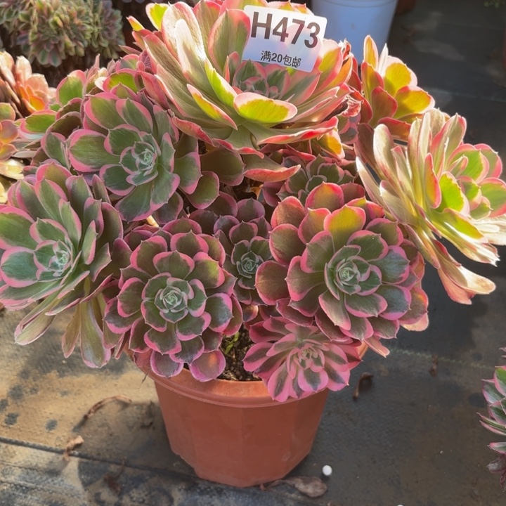 瑞妈，，。。。。473皇后，