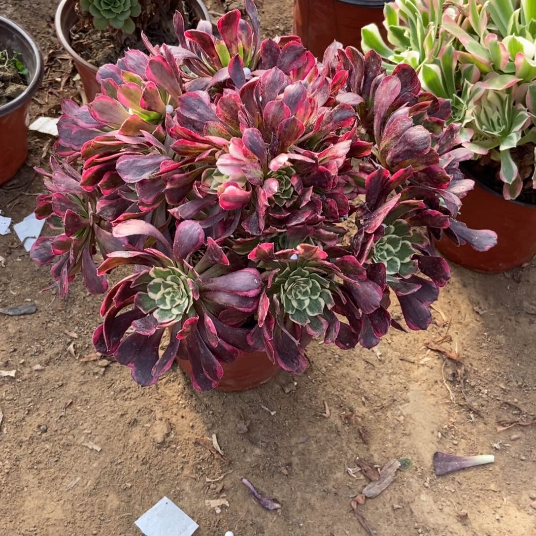 无花朵11号链接水墨画